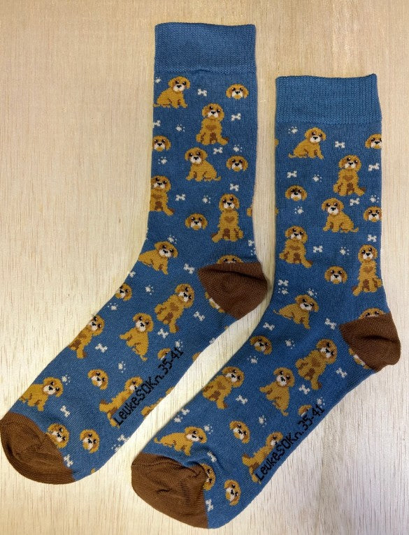 Sokken, labradoedel, labrador-retriever, poedel, labrador, retriever, kruising, hond, honden, dog, dog, Sok, huisdier, kat en hond, blaffen, pet