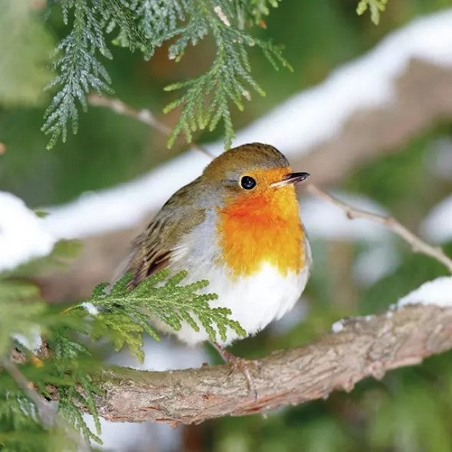 Servet, servetten, napkin, napkins, Robin, roodborst, roodborstje, vogel, hulst, winter, sneeuw, Ambiente, tafelen, decoupage, hobby, plakken, bird, vogel op tak, boom, bomen, besneeuwd, Robin In Tree