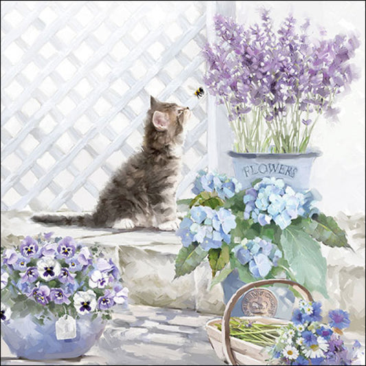Servet Kitten