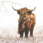 Servet Highlander