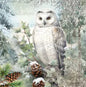 Servet Snowy owl