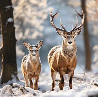 decoupage, tafelen, tafeldekken, Ambiente, servet, napkin, servetten, napkins, koud, feestdagen, kerst, Christmas, Holidays, napkins, servetplakken, cold, cadeau, tafel dekken, DIY, modpodge, tafeldecoratie, diner, lunch, eten, dinner, scrapbook, scrapbooking, sneeuw, winter, feestdagen, sneeuwvlokken, sneeuw, snow, rendier, rendieren, ree, hert, gewei, bos, forest, bosdier, reindeer