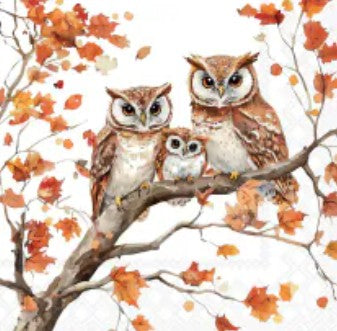 Servet Family of owls