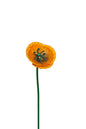 Bloem, bloemsteker, tuinsteker, tuinaccessoires, papaver, bloemen, tuin, bloementuin, bloemenplukken, plukken, bloemprikker, bloembol, bloeien