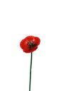Bloem, bloemsteker, tuinsteker, tuinaccessoires, papaver, bloemen, tuin, bloementuin, bloemenplukken, plukken, bloemprikker, bloembol, bloeien